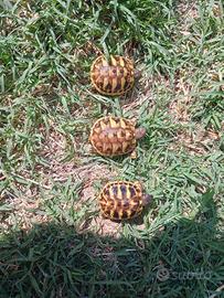 Tartaruga di terra