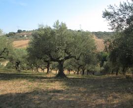 Rif. 211b terreno agricolo a loreto aprutino