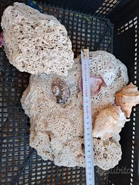 Rocce piante acquario dolce marino