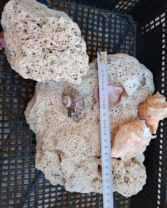 Rocce piante acquario dolce marino