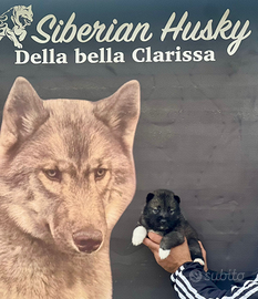 Cuccioli siberian husky