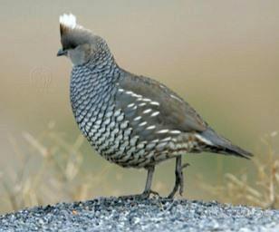 Coppie Quaglie Azzurre 2025