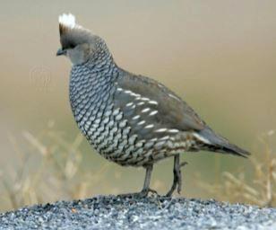 Coppie Quaglie Azzurre 2025