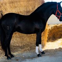 Cavallo Andaluso
