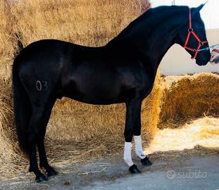 Cavallo Andaluso