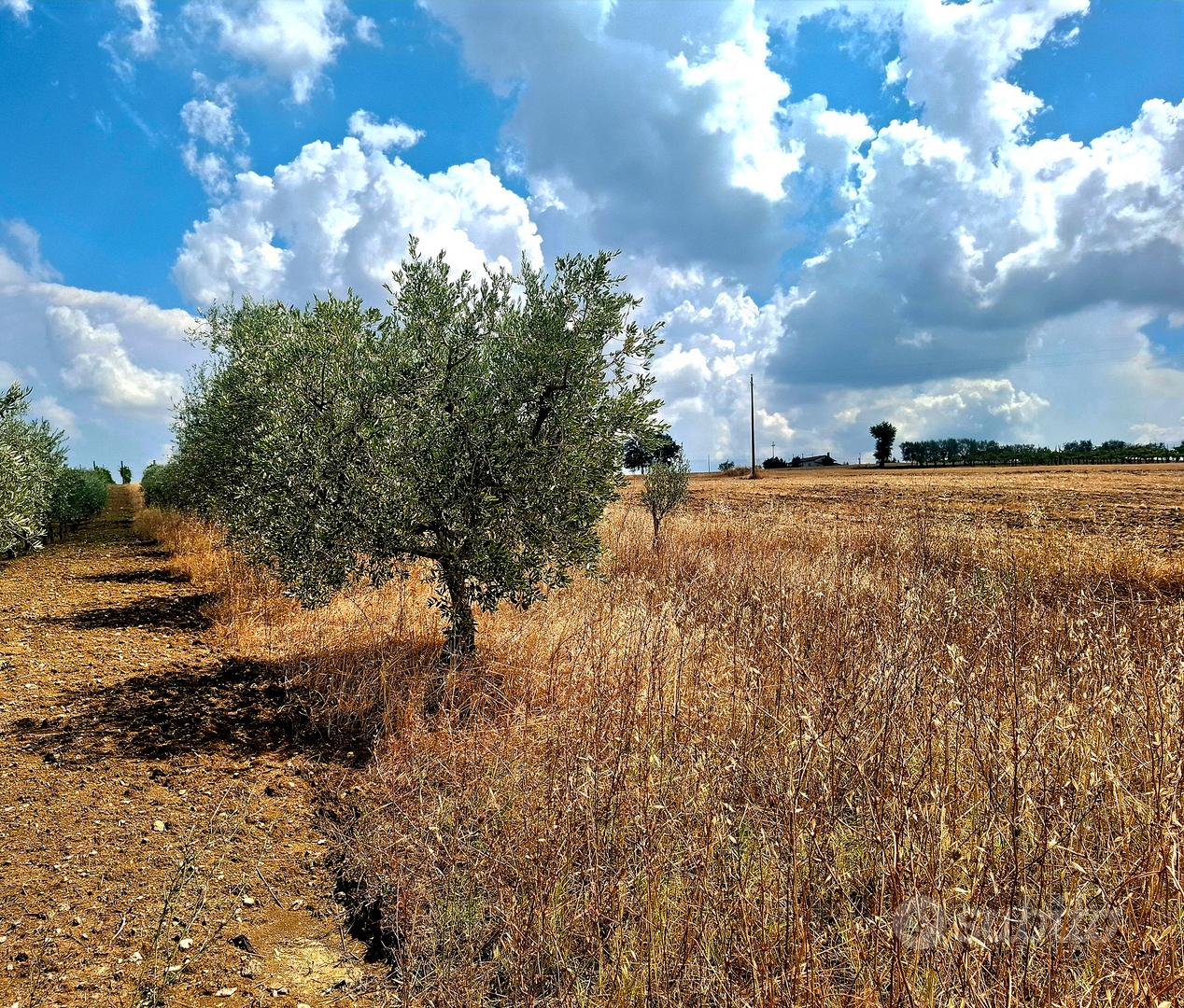 Terreno di 40 olivi in frutto - Vista 2