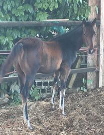 Puledro