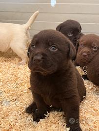 Labrador cuccioli femmine cioccolato pedigree Enci