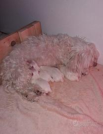 Cuccioli maltese
