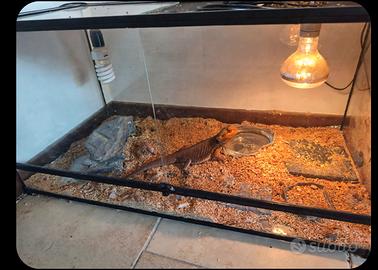 terrario e pogona
