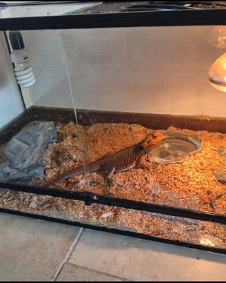 terrario e pogona