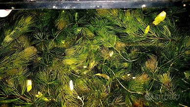 ceratophyllum demersum 