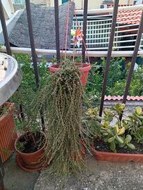 Piante