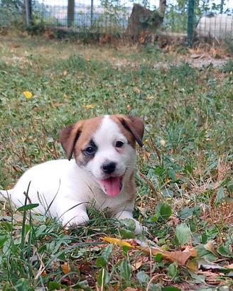 Jack Russell