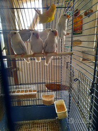 Pappagalli inseparabili