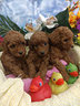 red-rossi-cuccioli-barboncino-taglia-piccola