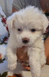 Cucciolo Maltese