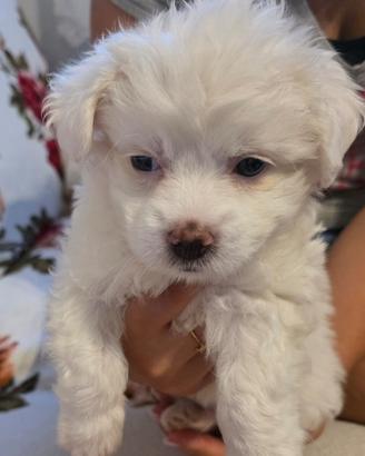 Cucciolo Maltese