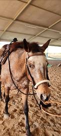 Testiera per bosal
