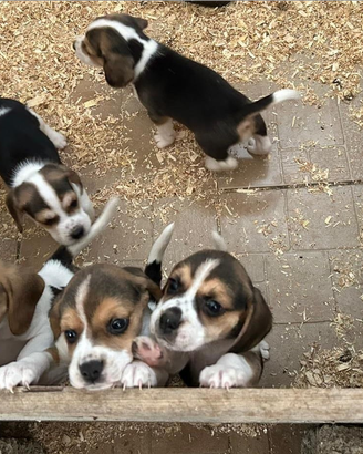 Beagle