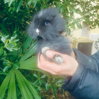 Coniglio nano testa di leone grigio occhi azzurri