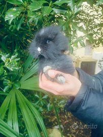 Coniglio nano testa di leone grigio occhi azzurri
