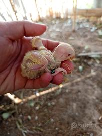 P. Inseparabili roseicollis