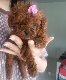 barboncino Red scuro mini e Toy 2 mesi