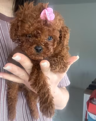 barboncino Red scuro mini e Toy 2 mesi