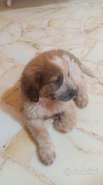 Pastore maremmano e Caucaso