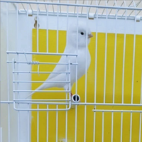 Disponibili canarini novelli bianchi recessivi