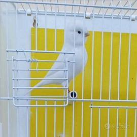Disponibili canarini novelli bianchi recessivi