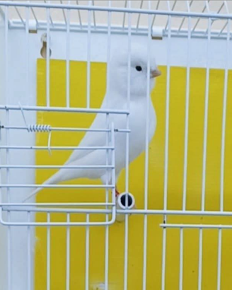 Disponibili canarini novelli bianchi recessivi