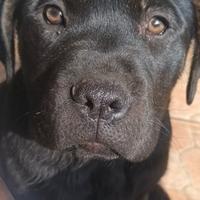 Vendita cuccioli corso