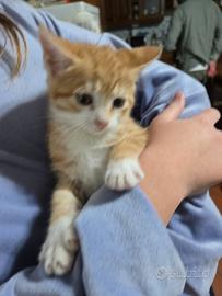 Dolcissimi gattini in adozione