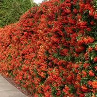 Piracanta Pyracantha siepe anti intrusione