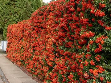 Piracanta Pyracantha siepe anti intrusione