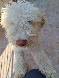Lagotto romagnolo
