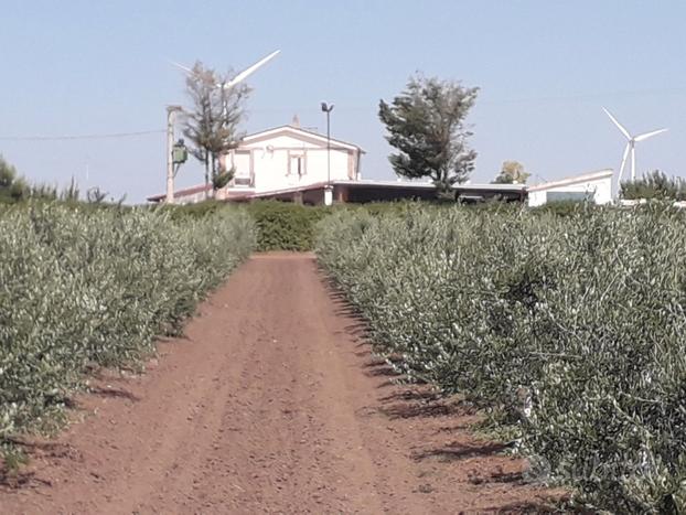 Azienda agricola e oliveti