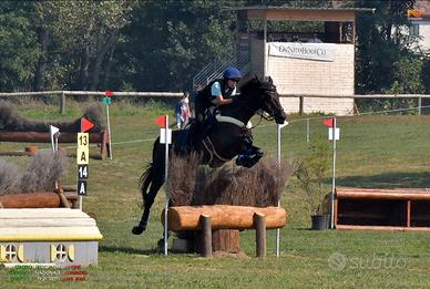 Cavallo irlandese 10 annn8