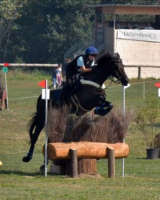 Cavallo irlandese 10 annn8