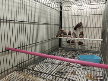 Diamantini mandarini