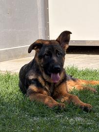 Cucciola di Pastore Tedesco