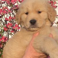 Golden retriever americani