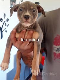 Cuccioli di Pitbull
