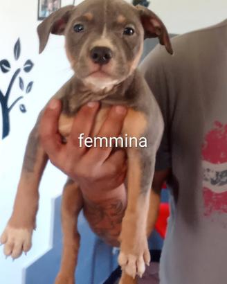 Cuccioli di Pitbull