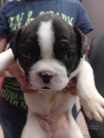Bulldog francese