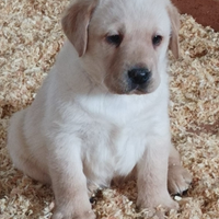 Labrador Retriever Cucciola Femmina colore Miele