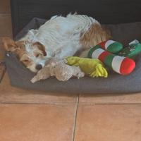 Cucciola di Jack Russel