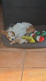 Cucciola di Jack Russel